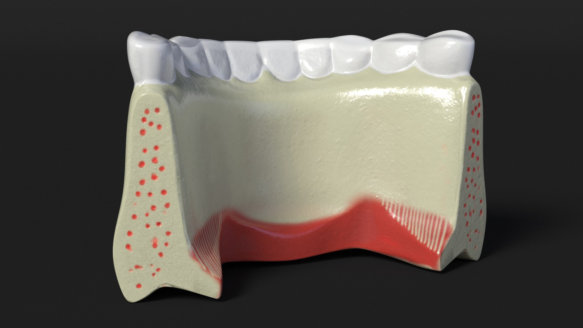 Human Lower Jaw Anatomy Model 3D model https://p.turbosquid.com/ts-thumb/Om/FtwzJM/0A/human_lower_jaw_anatomy_model_007/jpg/1756475702/1920x1080/fit_q87/2e33660776d2a6239bf433302d6cd489a55d4a71/human_lower_jaw_anatomy_model_007.jpg