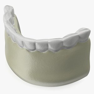 Human Lower Jaw Anatomy Model