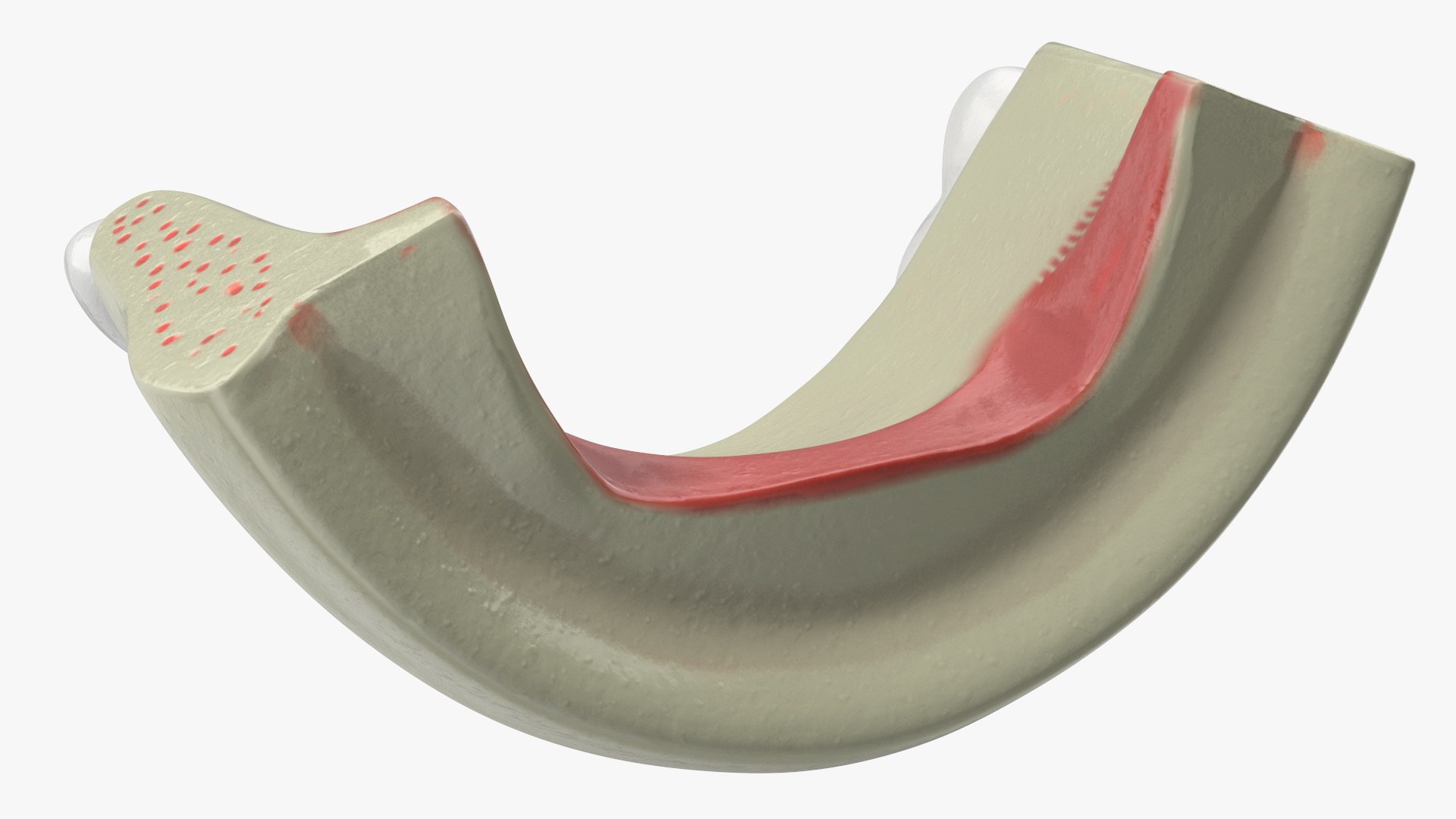 Human Lower Jaw Anatomy Model 3D model https://p.turbosquid.com/ts-thumb/Om/FtwzJM/PS/human_lower_jaw_anatomy_model_010/jpg/1756475713/1920x1080/fit_q87/4c628f59c062e6ac1b08303fd9a4710ef6e57c43/human_lower_jaw_anatomy_model_010.jpg