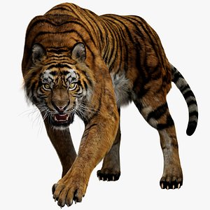 Tiger Fur 3D