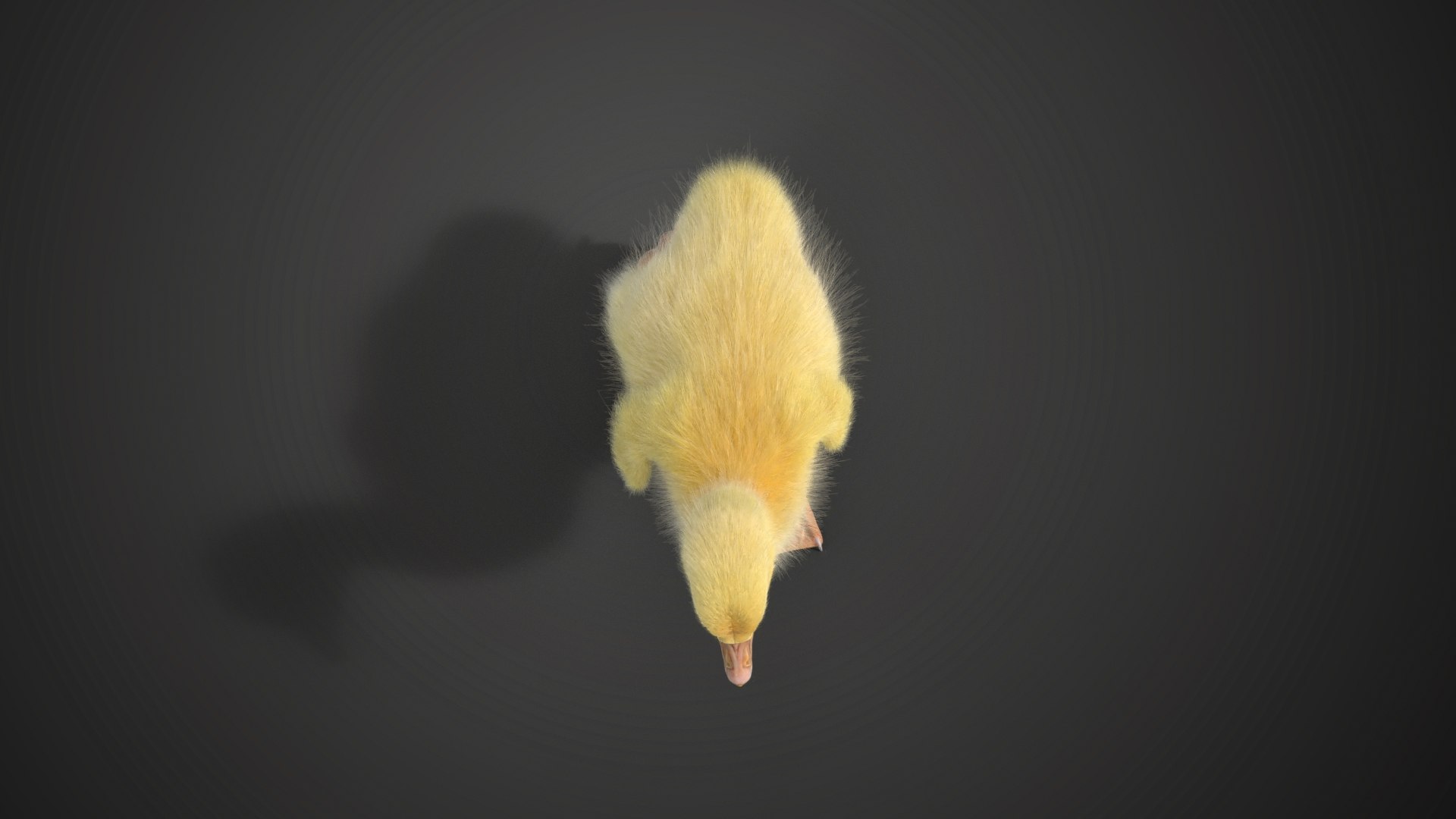 3D Model Little Goose Animation - TurboSquid 2071231
