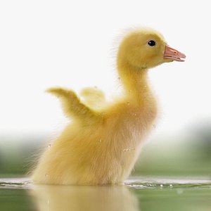 3D model Little Goose Animation