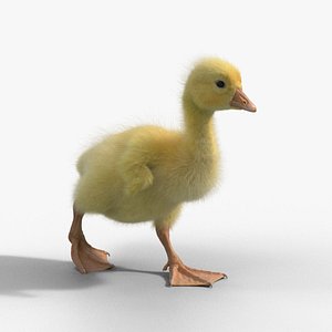 Little Goose Animation