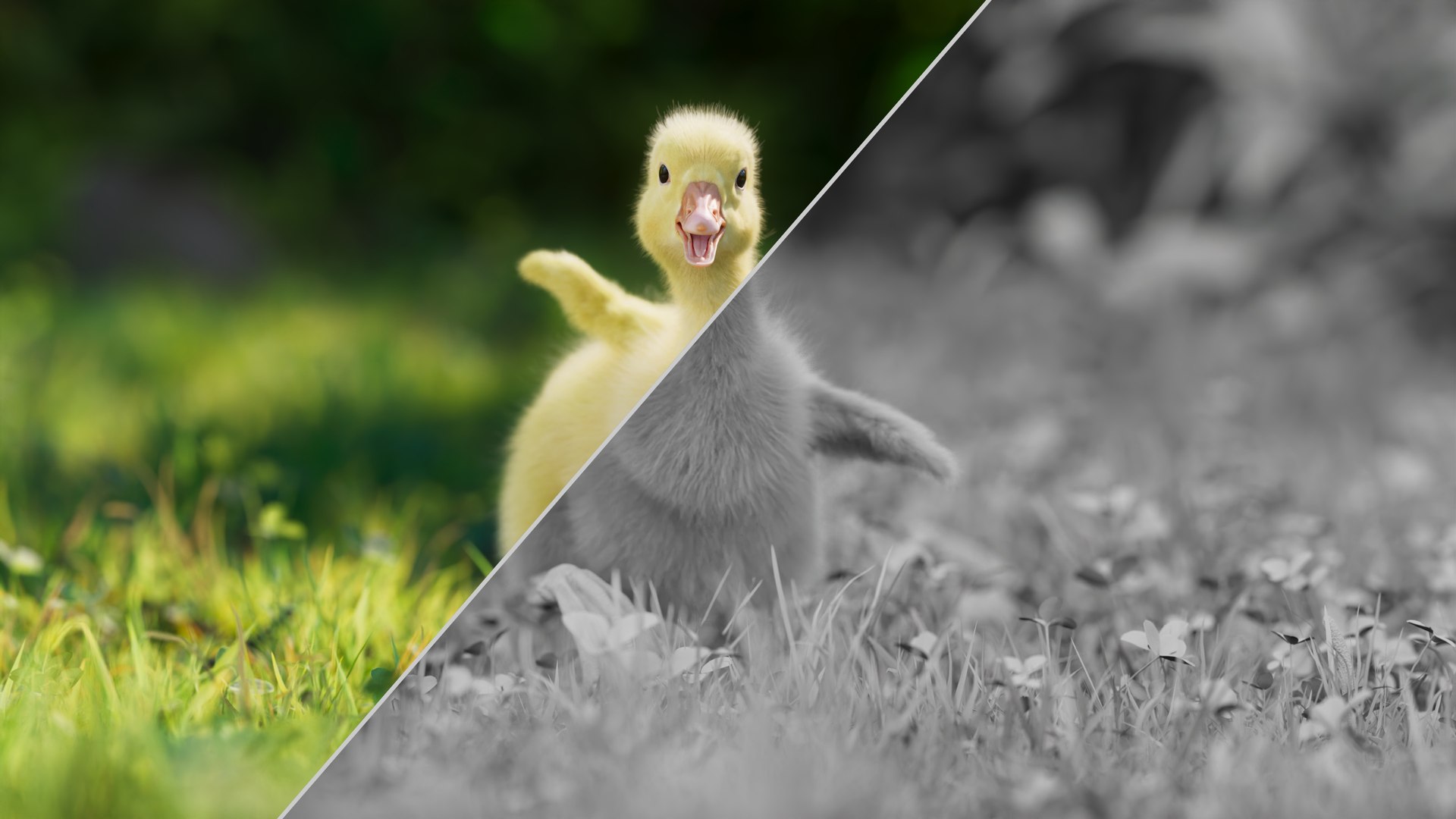 3D Model Little Goose Animation - TurboSquid 2071231