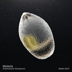 Malaria - Plasmodium Falciparum