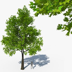 Norway Maple (Acer platanoides)13 m