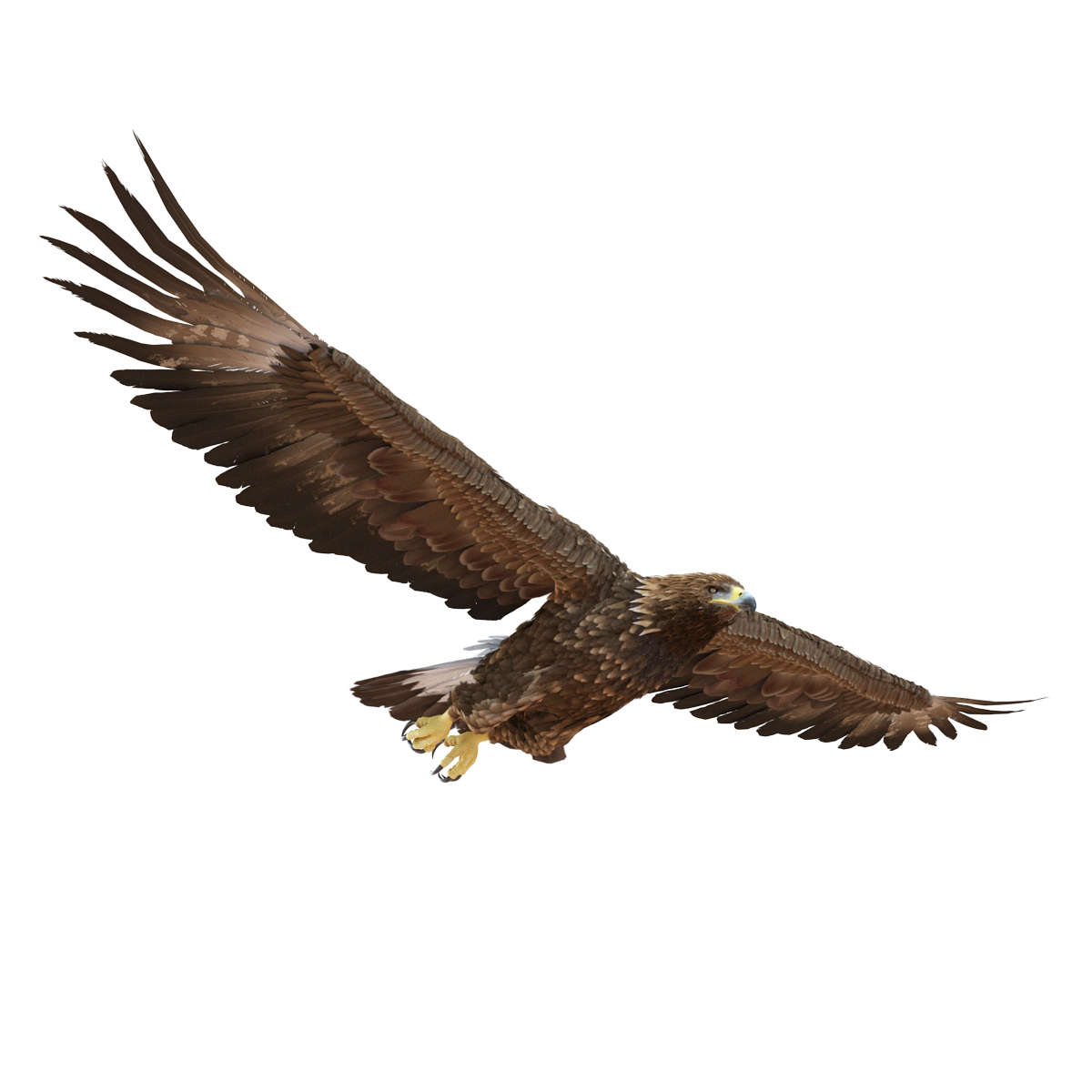 Golden Eagle Rigged 3d Max