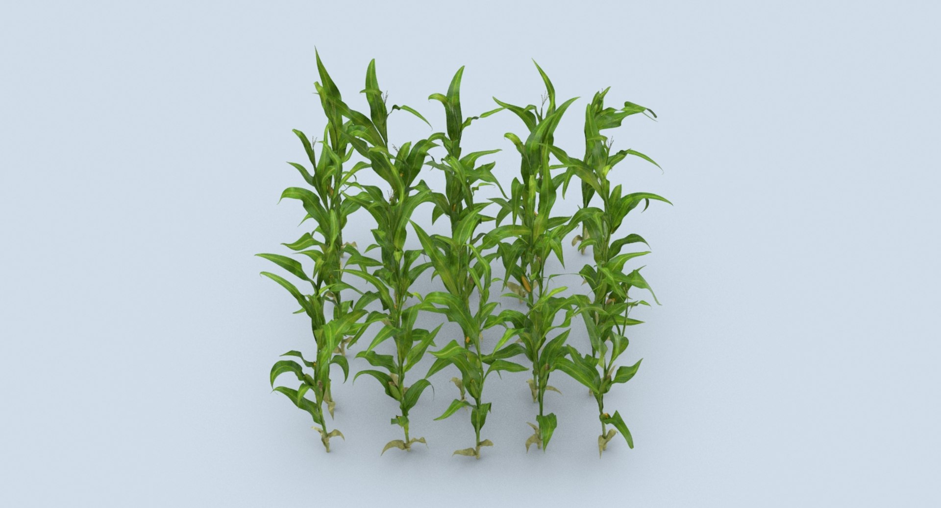 3D corn-stalks-and-patch---patch model https://p.turbosquid.com/ts-thumb/Om/n6Jdvm/5PQSsgwn/corn_stalks_productshot_0001/jpg/1541696410/1920x1080/fit_q87/743ca0ac913ba65a41f75a7c32c7071f1784928e/corn_stalks_productshot_0001.jpg