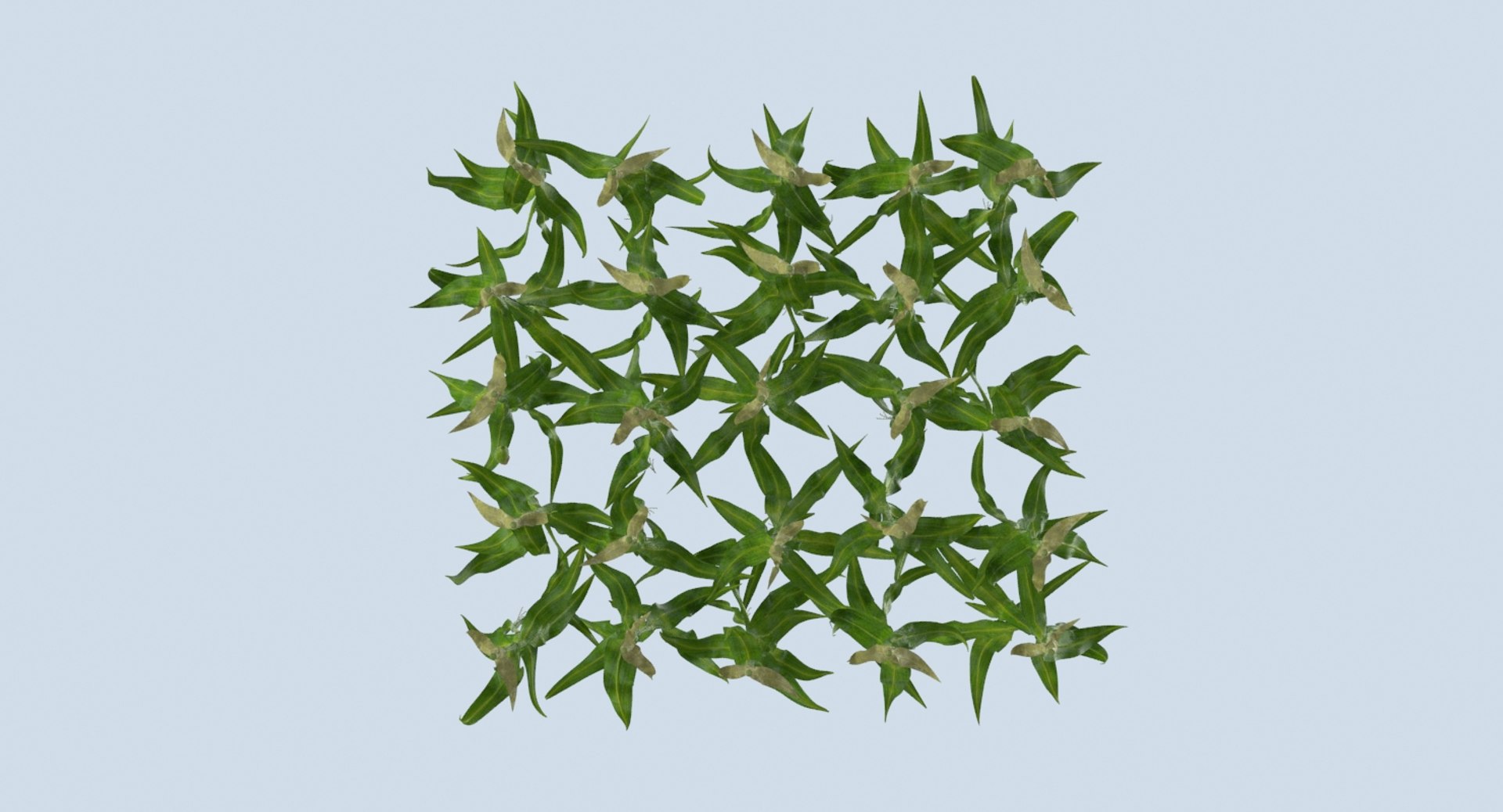3D corn-stalks-and-patch---patch model https://p.turbosquid.com/ts-thumb/Om/n6Jdvm/5tfzl1ZG/corn_stalks_productshot_0008/jpg/1541696423/1920x1080/fit_q87/a8a47864c9449cd5cf9db3946b94aa58a793020d/corn_stalks_productshot_0008.jpg