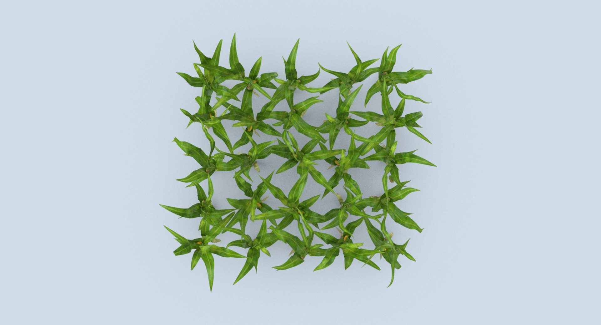 3D corn-stalks-and-patch---patch model https://p.turbosquid.com/ts-thumb/Om/n6Jdvm/CVBcgkvy/corn_stalks_productshot_0002/jpg/1541696412/1920x1080/fit_q87/78a1343a3dd83d9d87040f98af973c1791875cb3/corn_stalks_productshot_0002.jpg