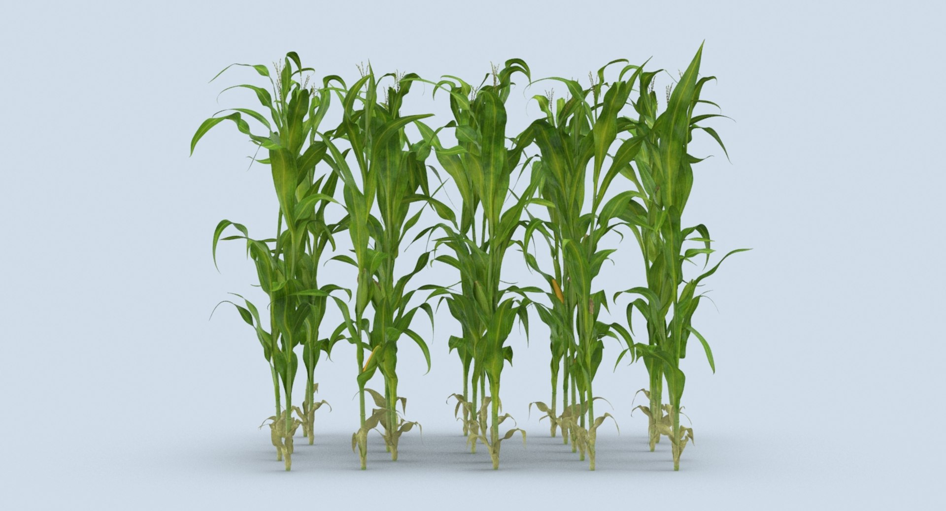 3D corn-stalks-and-patch---patch model https://p.turbosquid.com/ts-thumb/Om/n6Jdvm/GW4dLGuX/corn_stalks_productshot_0004/jpg/1541696416/1920x1080/fit_q87/d6d0bb5ad20d2ba9f3ac23cf57946da3e6e26b53/corn_stalks_productshot_0004.jpg