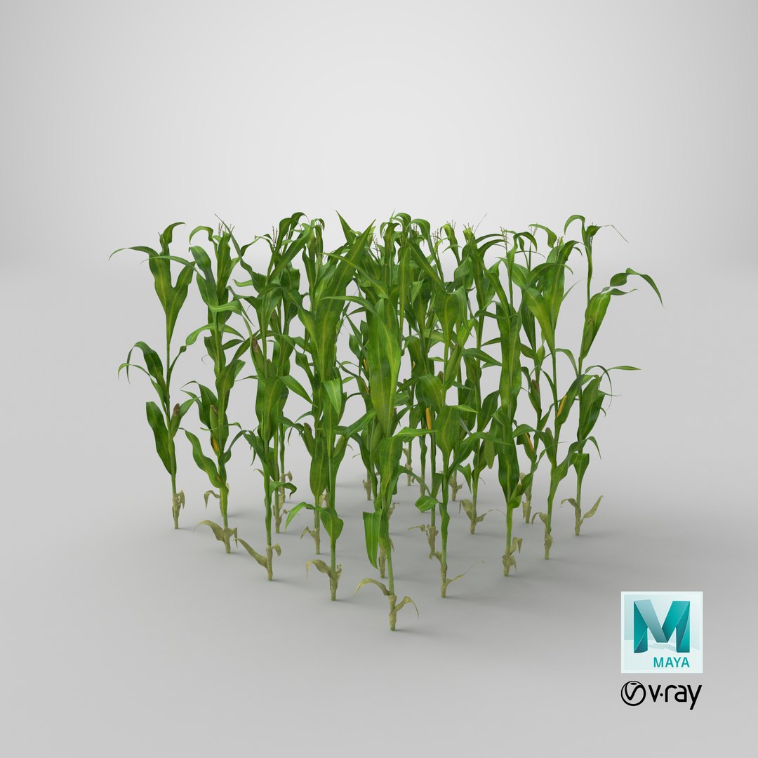 3D corn-stalks-and-patch---patch model https://p.turbosquid.com/ts-thumb/Om/n6Jdvm/KTF25AkQ/stemcell_maya_vray_render/png/1542749930/1920x1080/fit_q87/cdb4f124a9be724af89df9f6ecb9899b4a384011/stemcell_maya_vray_render.jpg