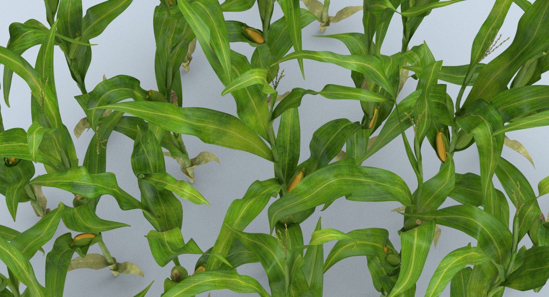3D corn-stalks-and-patch---patch model https://p.turbosquid.com/ts-thumb/Om/n6Jdvm/MCMcYUDl/corn_stalks_productshot_0006/jpg/1541696420/1920x1080/fit_q87/9cce06f618199ecc9b05d87108f86b386311471a/corn_stalks_productshot_0006.jpg