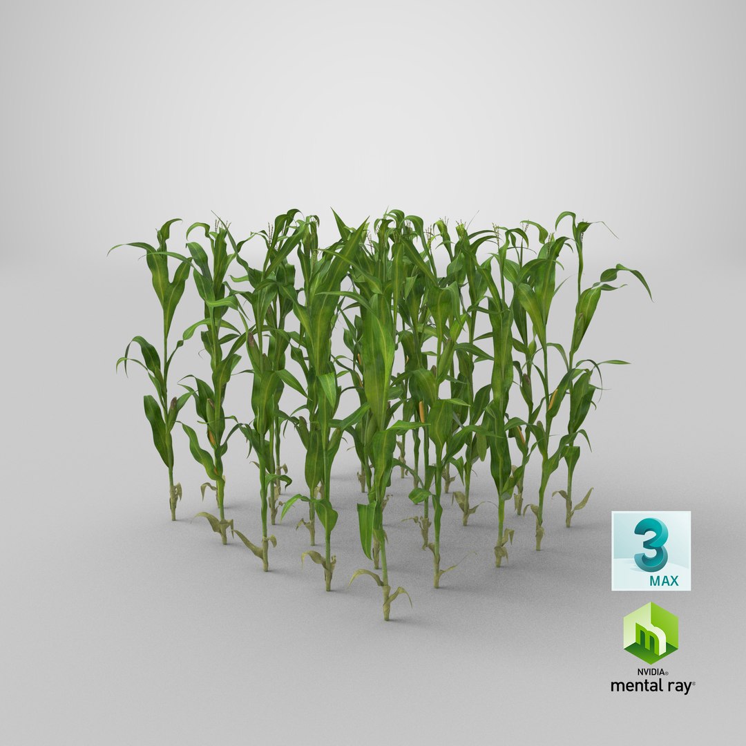3D corn-stalks-and-patch---patch model https://p.turbosquid.com/ts-thumb/Om/n6Jdvm/PBjmFl0o/stemcell_max_mental_ray_render/png/1542749948/1920x1080/fit_q87/440a3f3ab76044d6a7d8c39ce83ff1a05c1ea904/stemcell_max_mental_ray_render.jpg