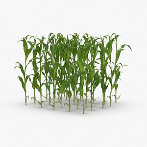 3D corn-stalks-and-patch---patch model