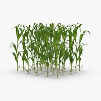 Corn Stalks and Patch - Patch