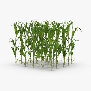 Corn Stalks and Patch - Patch
