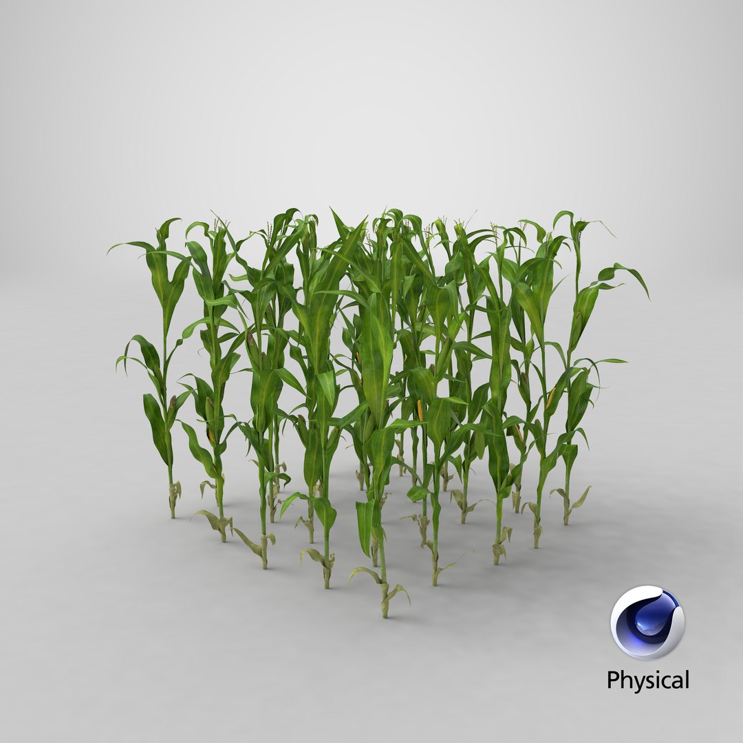 3D corn-stalks-and-patch---patch model https://p.turbosquid.com/ts-thumb/Om/n6Jdvm/aDErjuTo/stemcell_cinema_4d_physical_render/png/1542749953/1920x1080/fit_q87/1ecfbd313f4f4ed9a85ba5a1827bd422f47f015c/stemcell_cinema_4d_physical_render.jpg