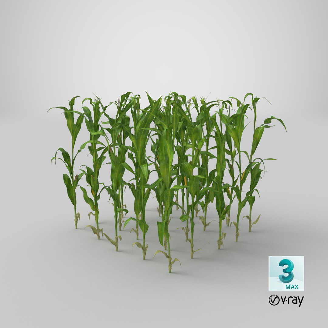 3D corn-stalks-and-patch---patch model https://p.turbosquid.com/ts-thumb/Om/n6Jdvm/efemO0fd/stemcell_max_vray_render/png/1542749941/1920x1080/fit_q87/9c6553891a0aebd5786ef9a337556a719deffbb3/stemcell_max_vray_render.jpg