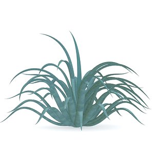 agave vilmoriniana 3d model