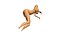 nude woman genitals anatomy