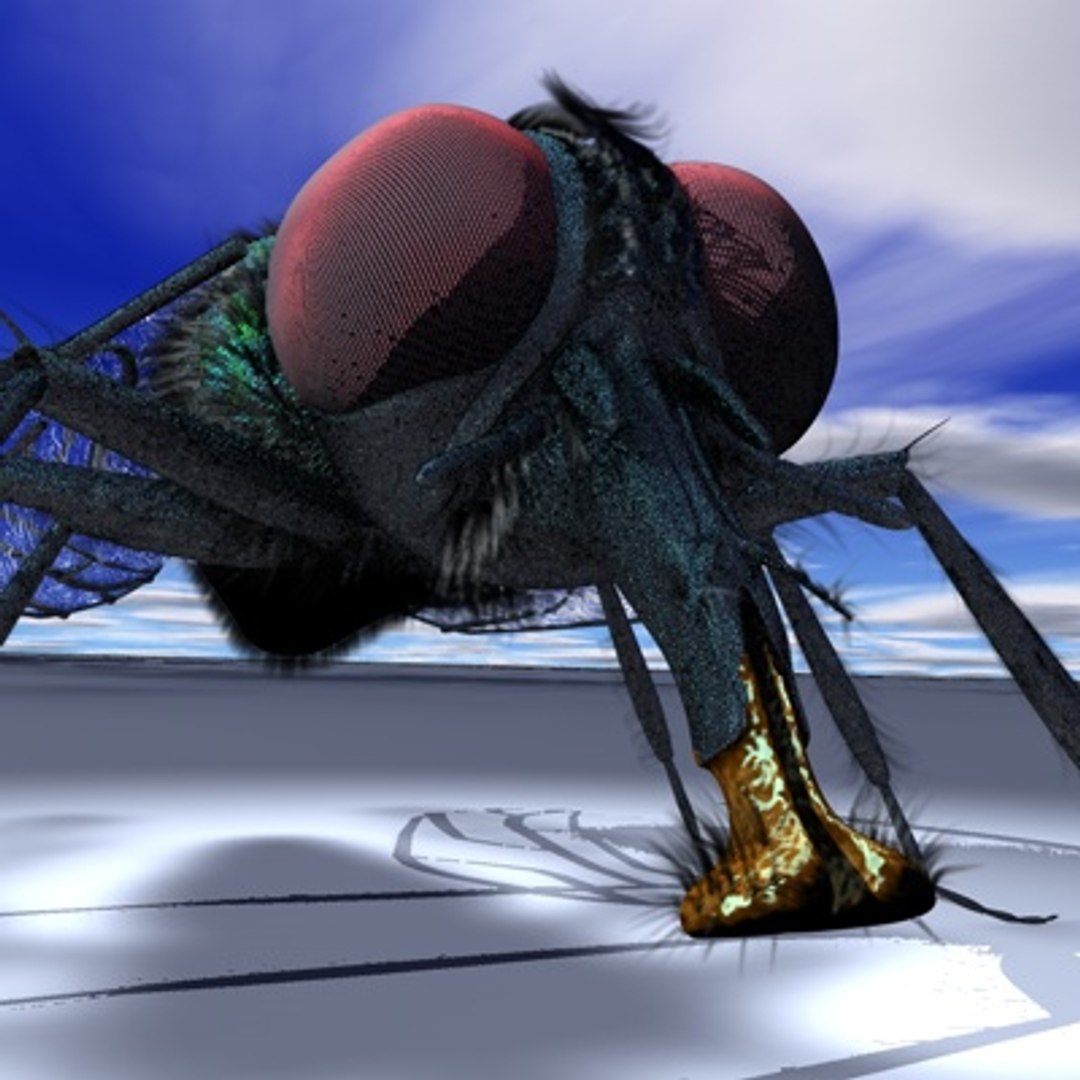 R10 Studio Musca 3d Model
