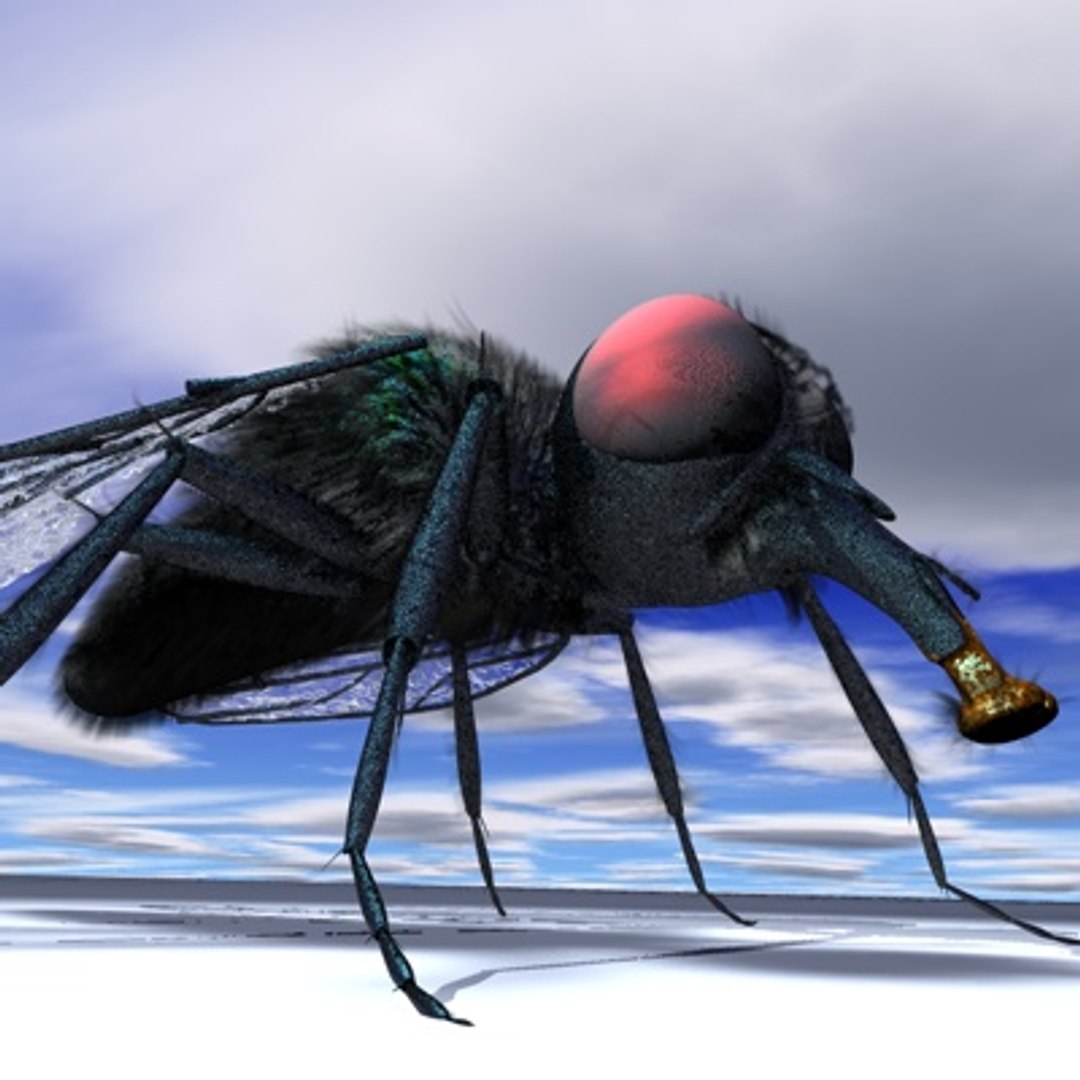 R10 Studio Musca 3d Model