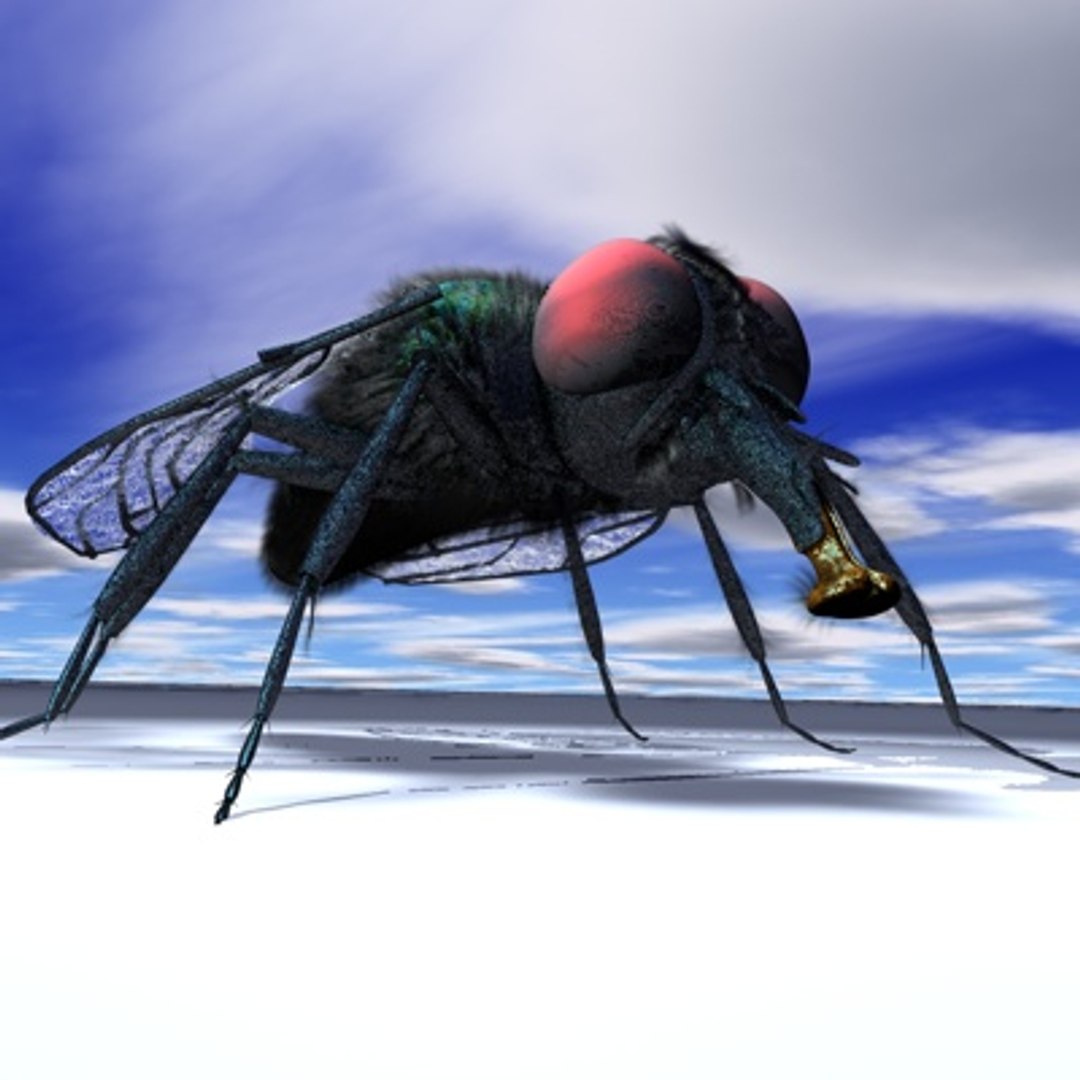 R10 Studio Musca 3d Model
