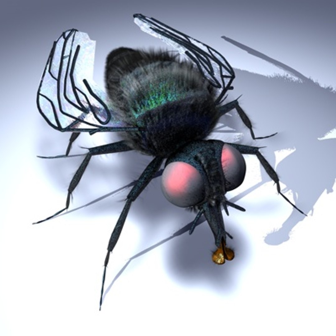 R10 Studio Musca 3d Model