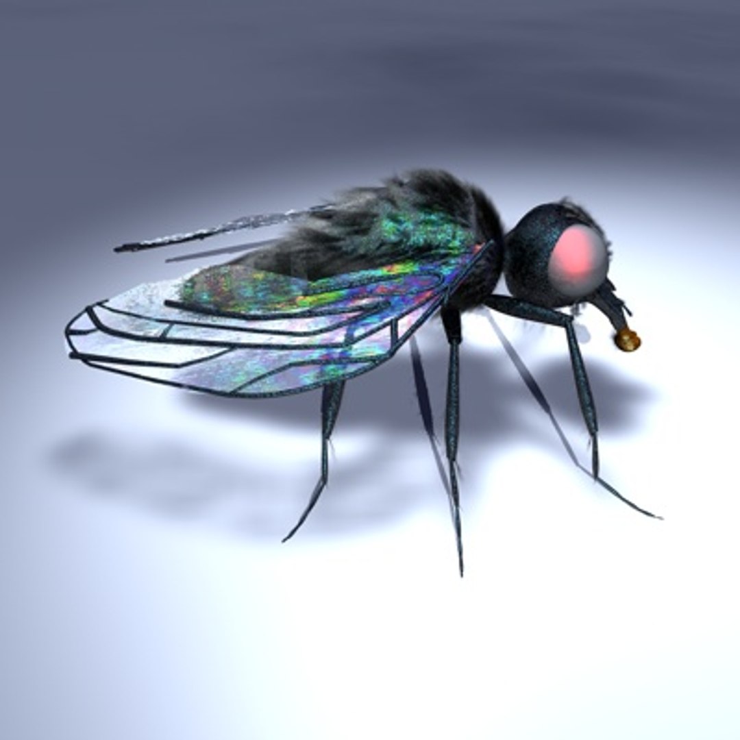 R10 Studio Musca 3d Model