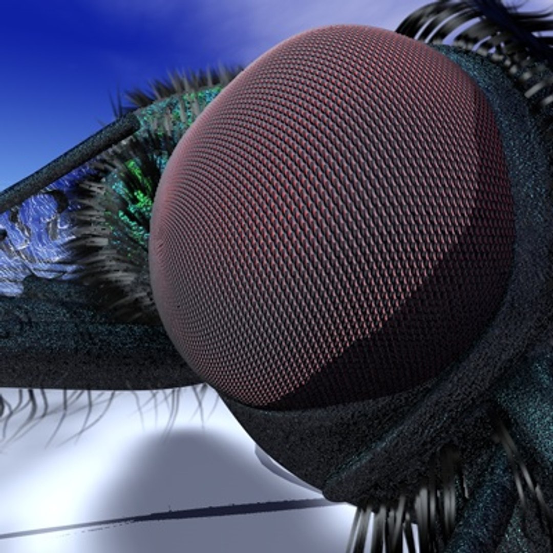 R10 Studio Musca 3d Model