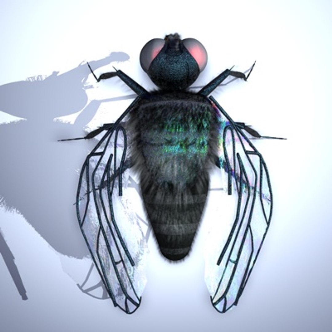 R10 Studio Musca 3d Model