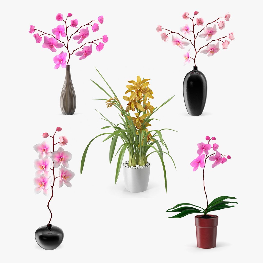 Orchid Collection 3 3D model preview