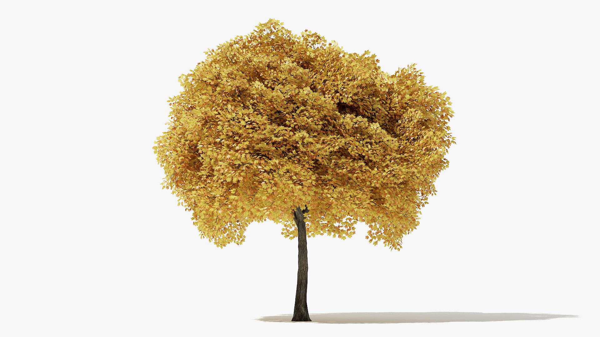 3D Autumn Norway Maple Tree Model - TurboSquid 1478794