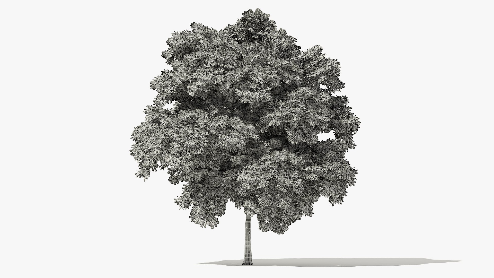 3D Autumn Norway Maple Tree Model - TurboSquid 1478794