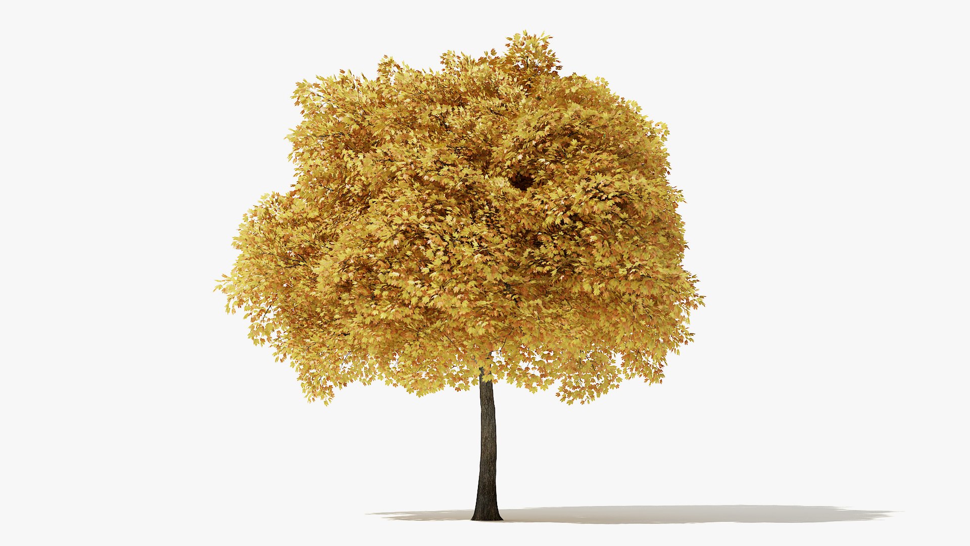 3D Autumn Norway Maple Tree Model - TurboSquid 1478794