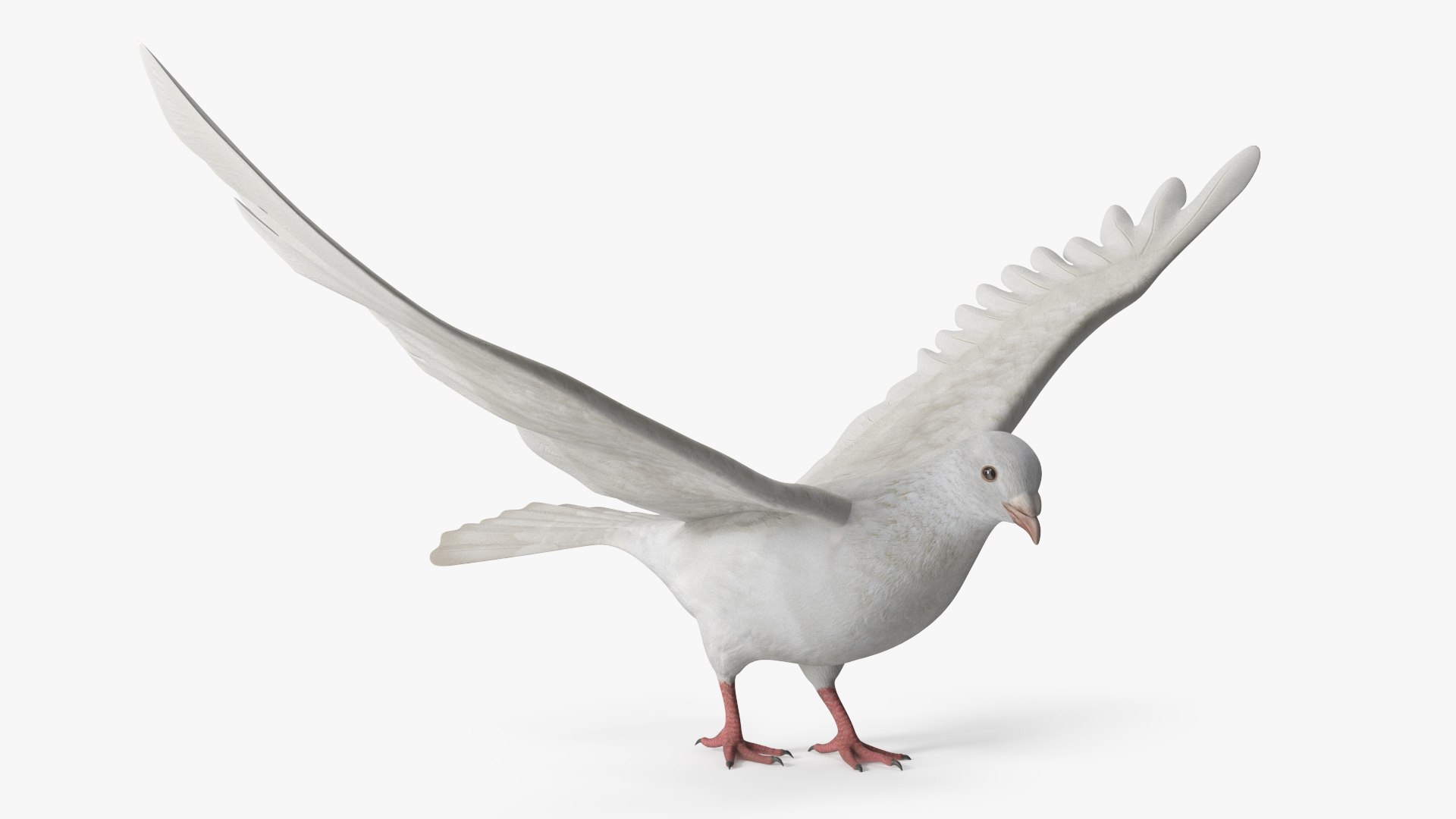 Lowpoly Dove Wings Extended White Rigged for Cinema 4D 3D model preview