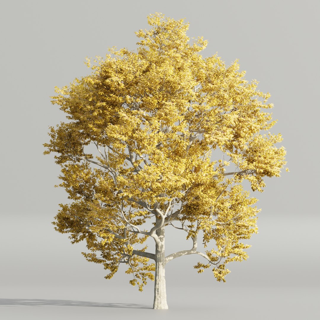 Autumn Maple Trees Collection vol 147-Blender 3D https://p.turbosquid.com/ts-thumb/On/DB4IPh/15/3/jpg/1699477924/1920x1080/fit_q87/d2e1a881f6870103c8566991400752c2766f08ec/3.jpg
