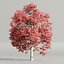 Autumn Maple Trees Collection vol 147-Blender-3dmodel