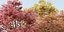 Autumn Maple Trees Collection vol 147-Blender-3dmodel