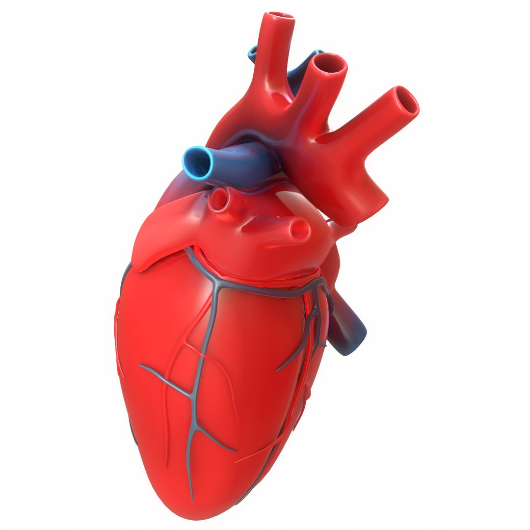 3D Modeled Human Heart - TurboSquid 1402473