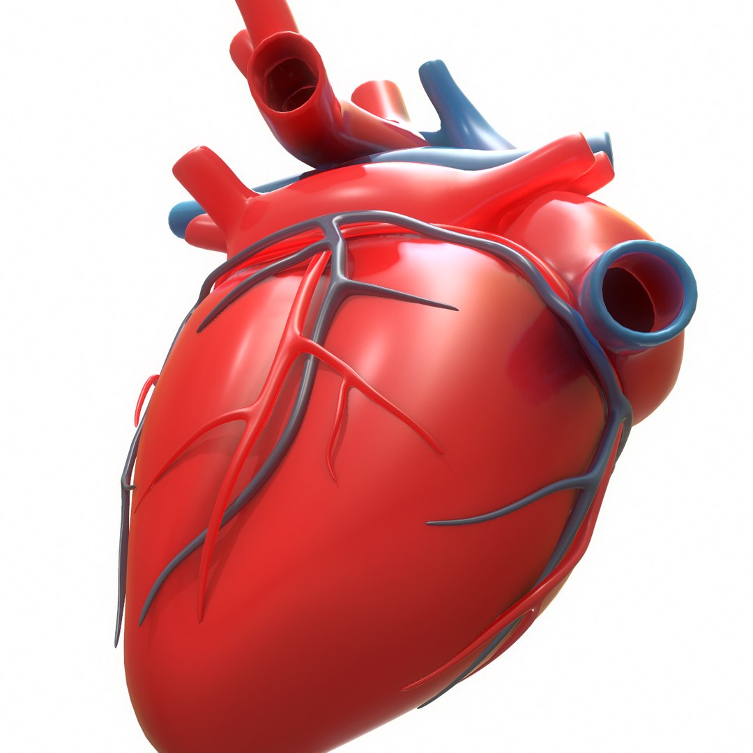 3D modeled human heart - TurboSquid 1402473