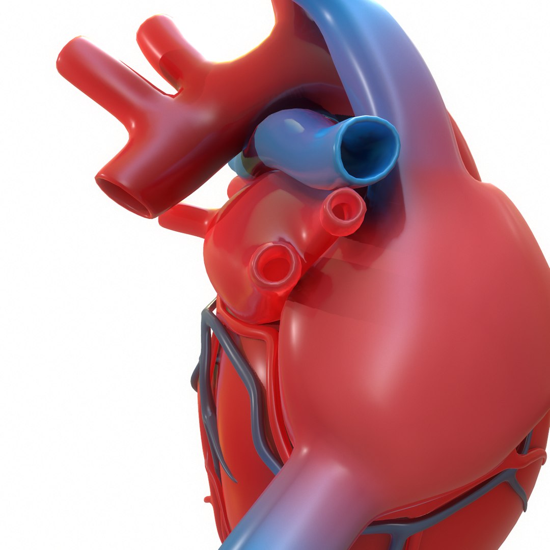 3D Modeled Human Heart - TurboSquid 1402473
