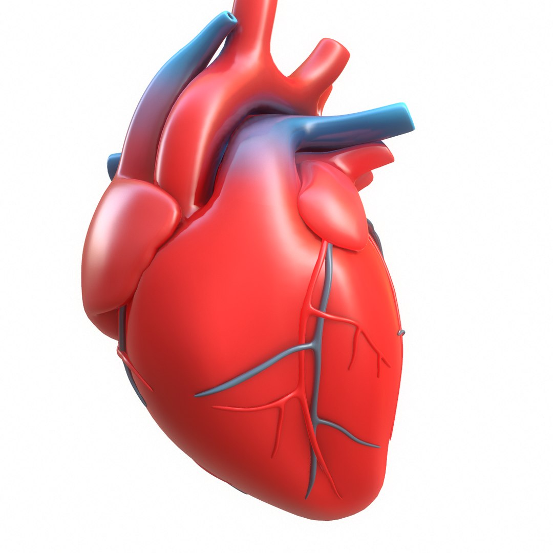 3D modeled human heart - TurboSquid 1402473