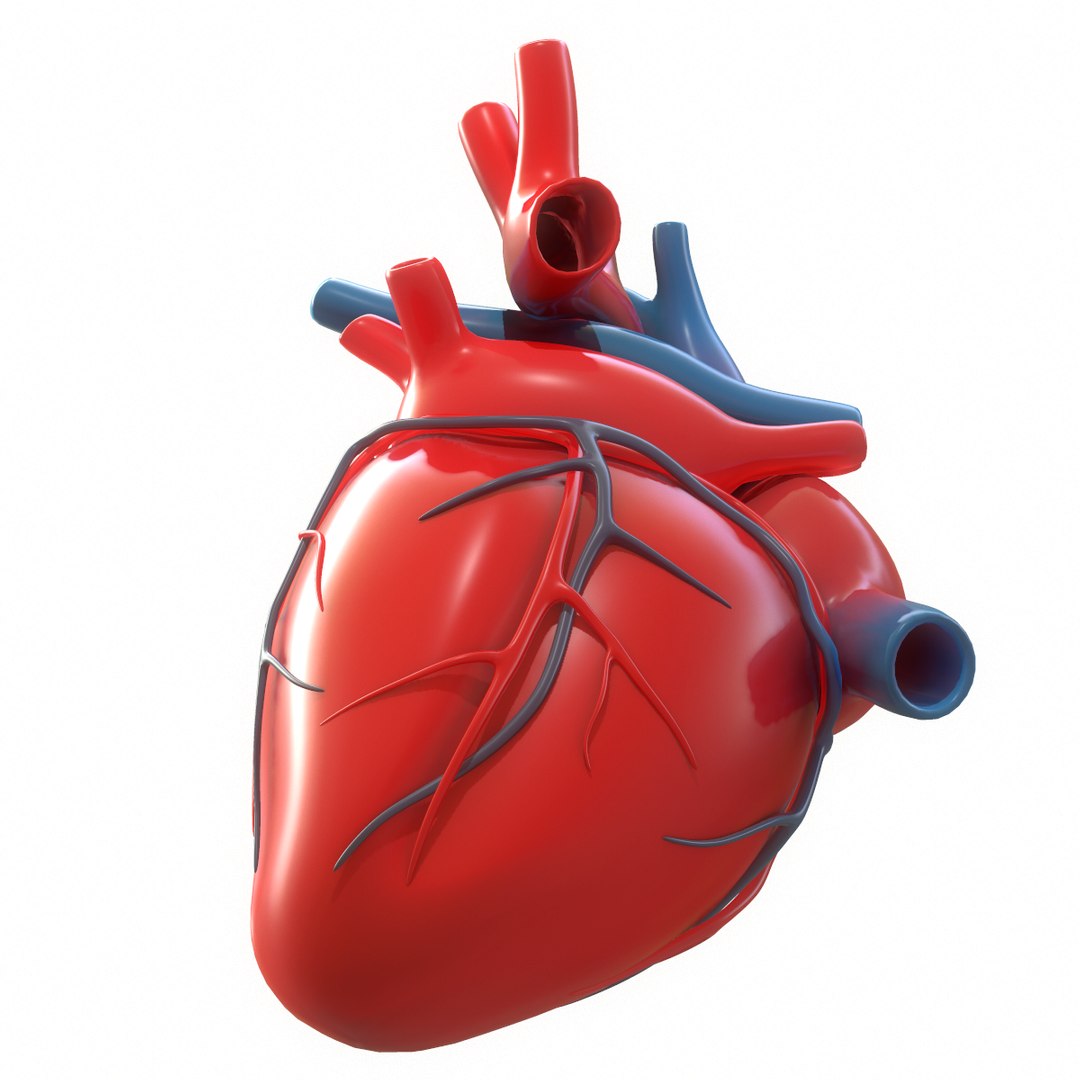 3d Modeled Human Heart - Turbosquid 1402473