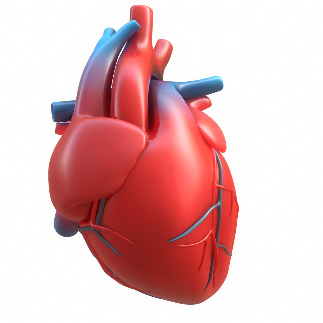 3D modeled human heart - TurboSquid 1402473