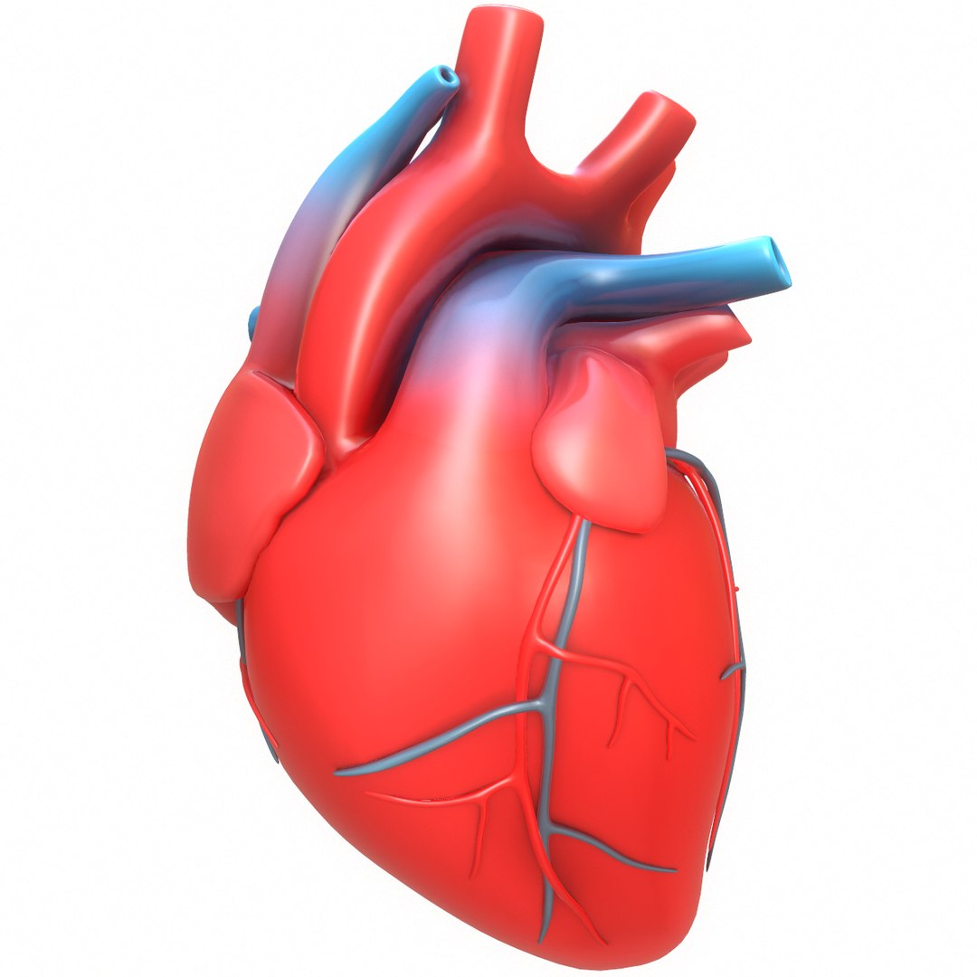 3D modeled human heart - TurboSquid 1402473