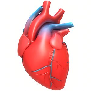Human Heart