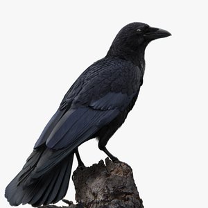 3D Carrion Crow Animated - Advanced Wing Rig  Individual Feather Control model