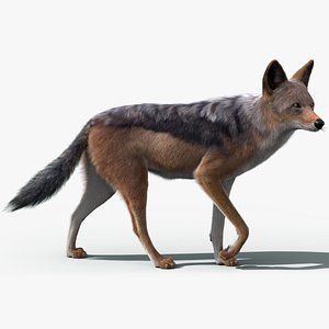 Black Backed Jackal Animated Xgen